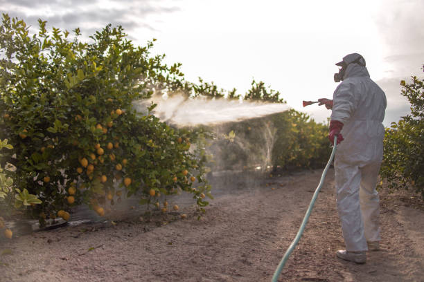 Best Wasp Removal Services  in Air Force Academy, CO