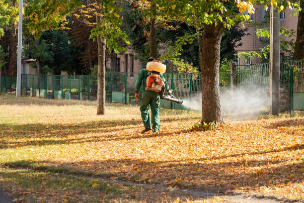 Best Wasp Removal Services  in Air Force Academy, CO