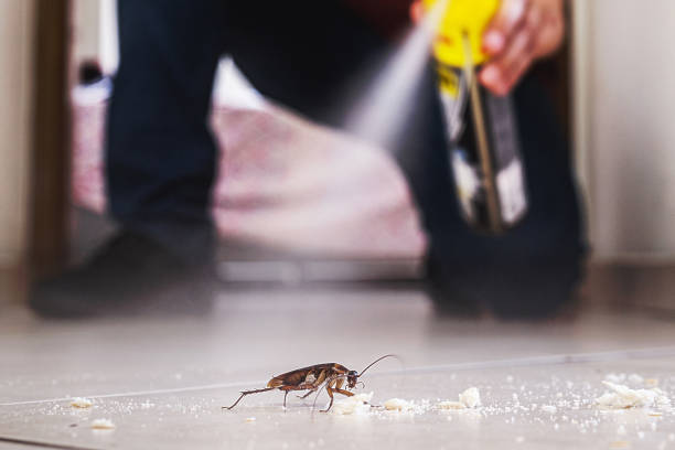 Best Flea Control Services  in Air Force Academy, CO